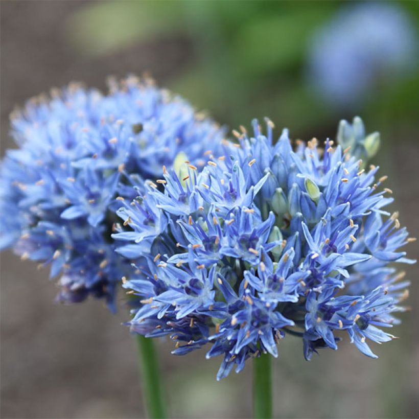 Ail d'ornement - Allium caeruleum (Floraison)