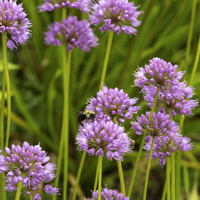 Allium carolinianum Rosy Dream - Ail d'ornement (Port)