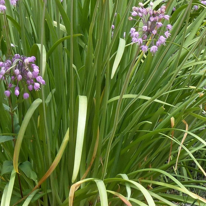 Ail penché - Allium cernuum (Feuillage)