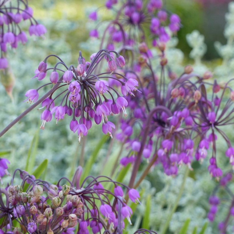 Ail penché - Allium cernuum (Floraison)