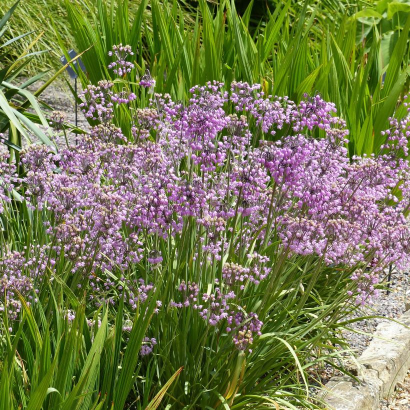 Ail penché - Allium cernuum (Port)