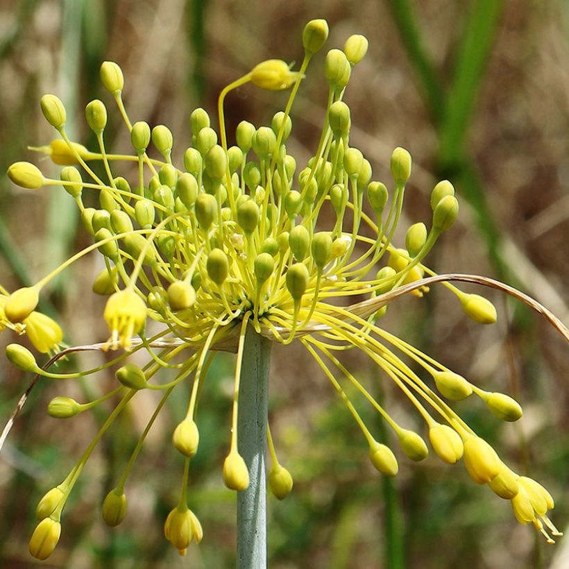 Allium chloranthum Yellow Fantasy - Ail d'ornement (Floraison)