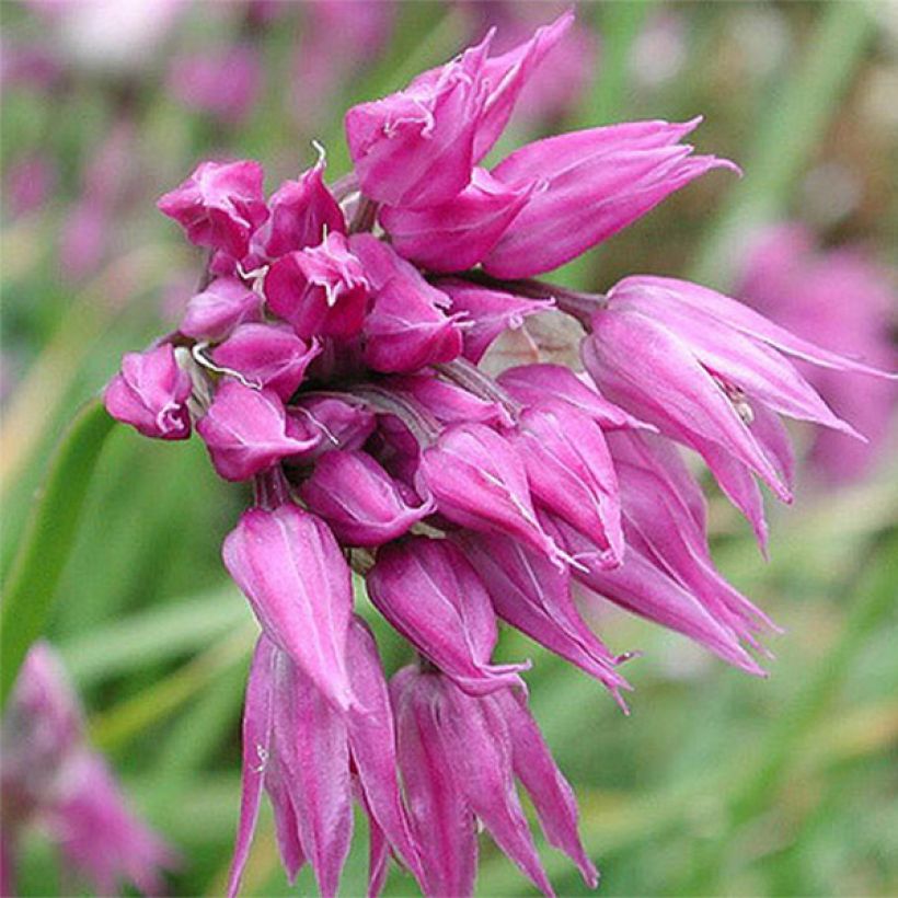 Ail d'ornement - Allium cyathophorum var farreri (Floraison)