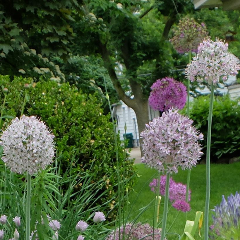 Ail d'ornement - Allium decipiens (Floraison)