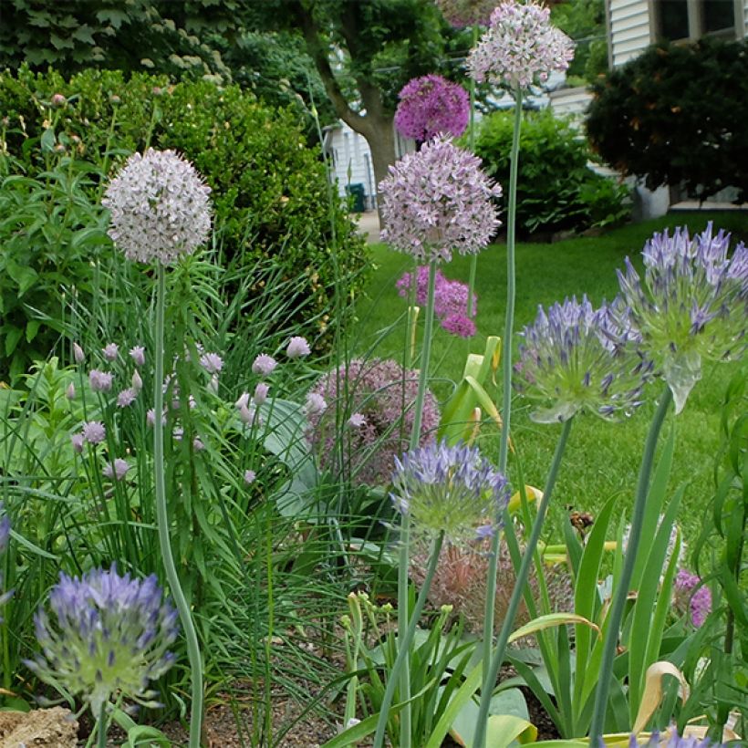 Ail d'ornement - Allium decipiens (Port)