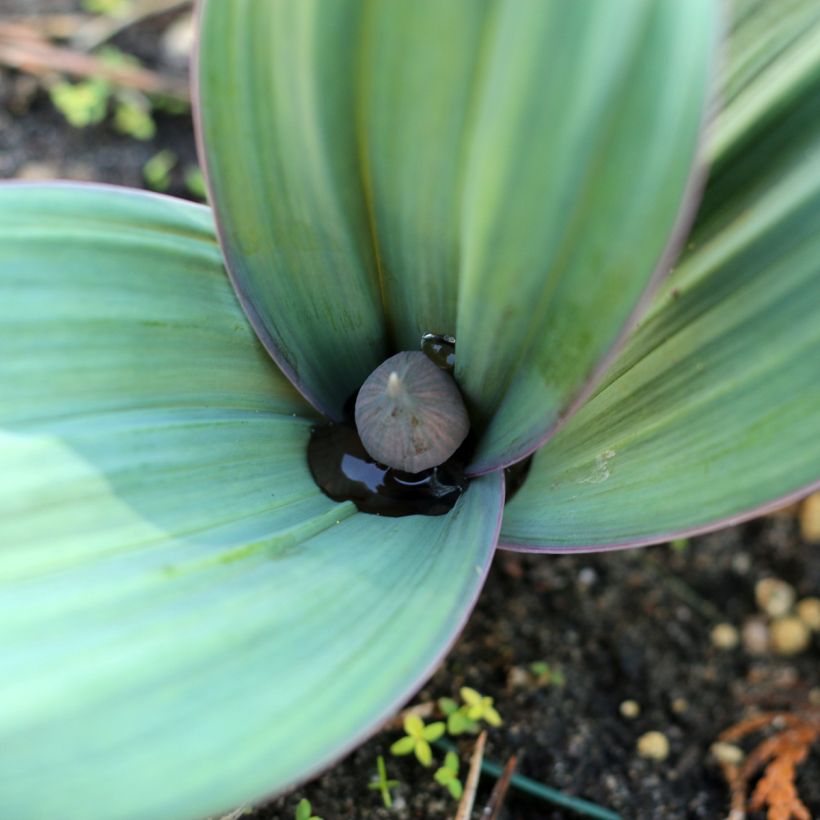 Allium karataviense - Ail d'ornement du Turkestan (Feuillage)