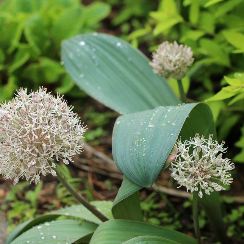 Allium karataviense - Ail d'ornement du Turkestan (Port)