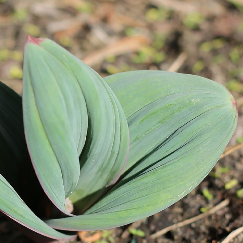 Allium karataviense Red Giant - Ail d'ornement du Turkestan (Feuillage)