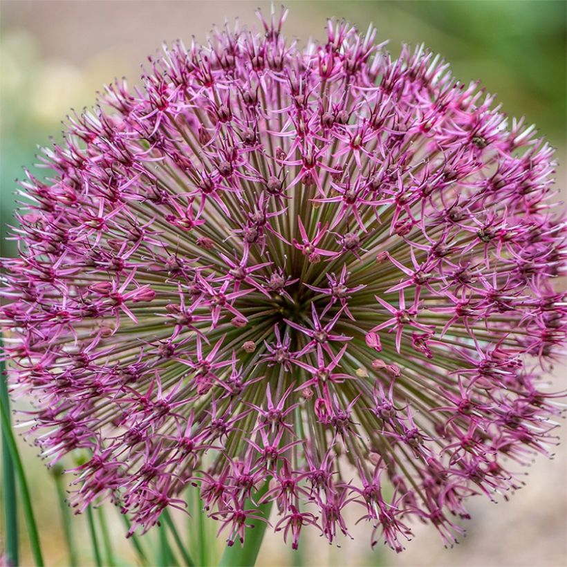 Allium karataviense Red Giant - Ail d'ornement du Turkestan (Floraison)