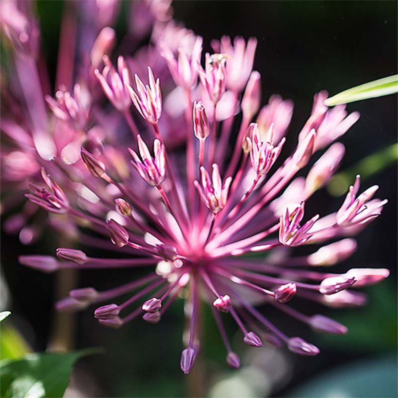 Ail d'ornement - Allium nevskianum (Floraison)