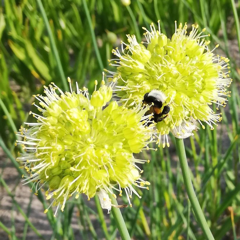 Allium obliquum - Ail oblique (Floraison)