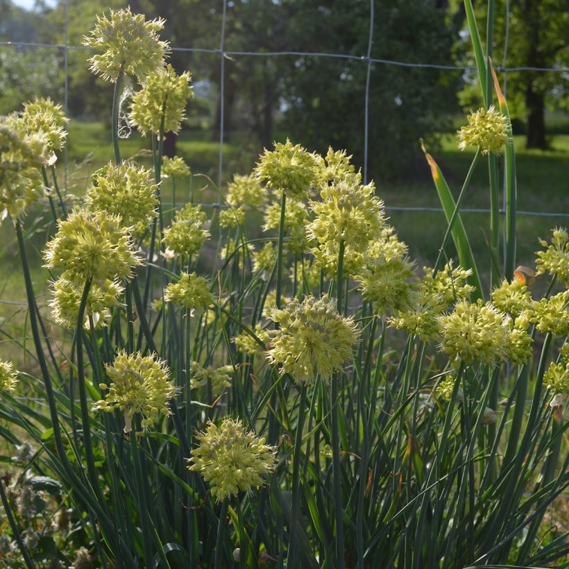 Allium obliquum - Ail oblique (Port)