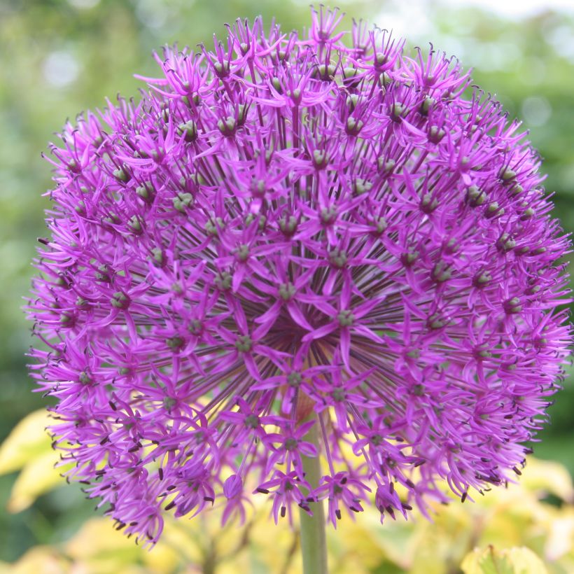 Ail d'ornement - Allium rosenbachianum (Floraison)