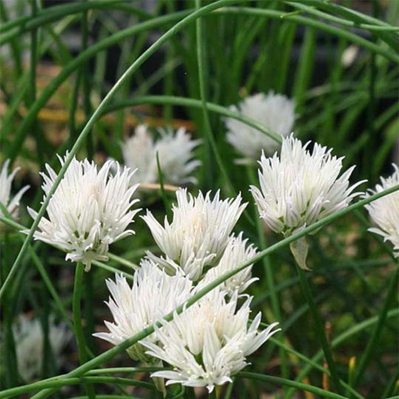 Ciboulette - Allium schoenoprasum Corsican White (Floraison)