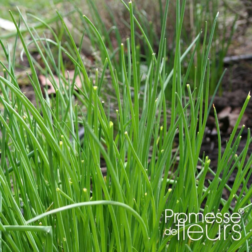 Ciboulette Rising Star - Allium schoenoprasum (Feuillage)