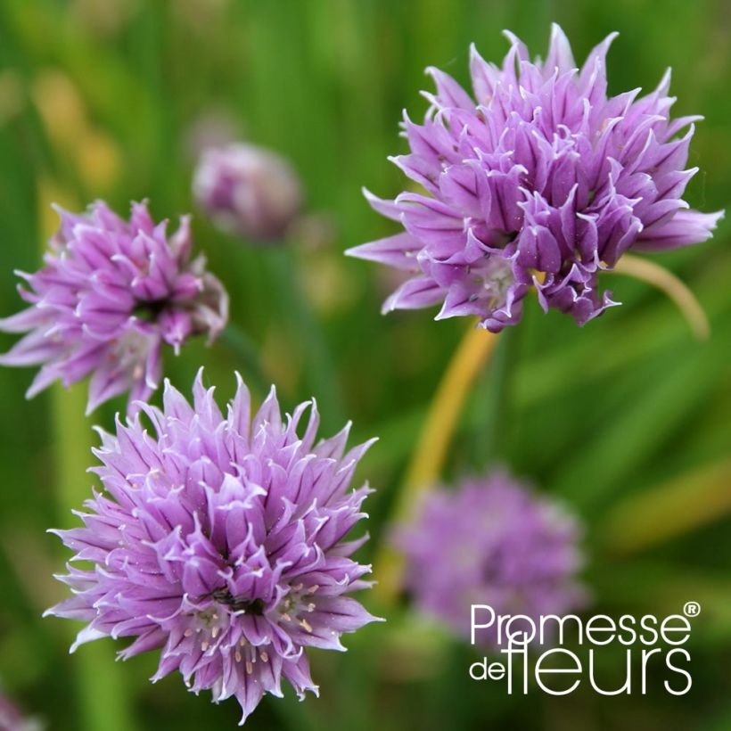 Ciboulette Rising Star - Allium schoenoprasum (Floraison)