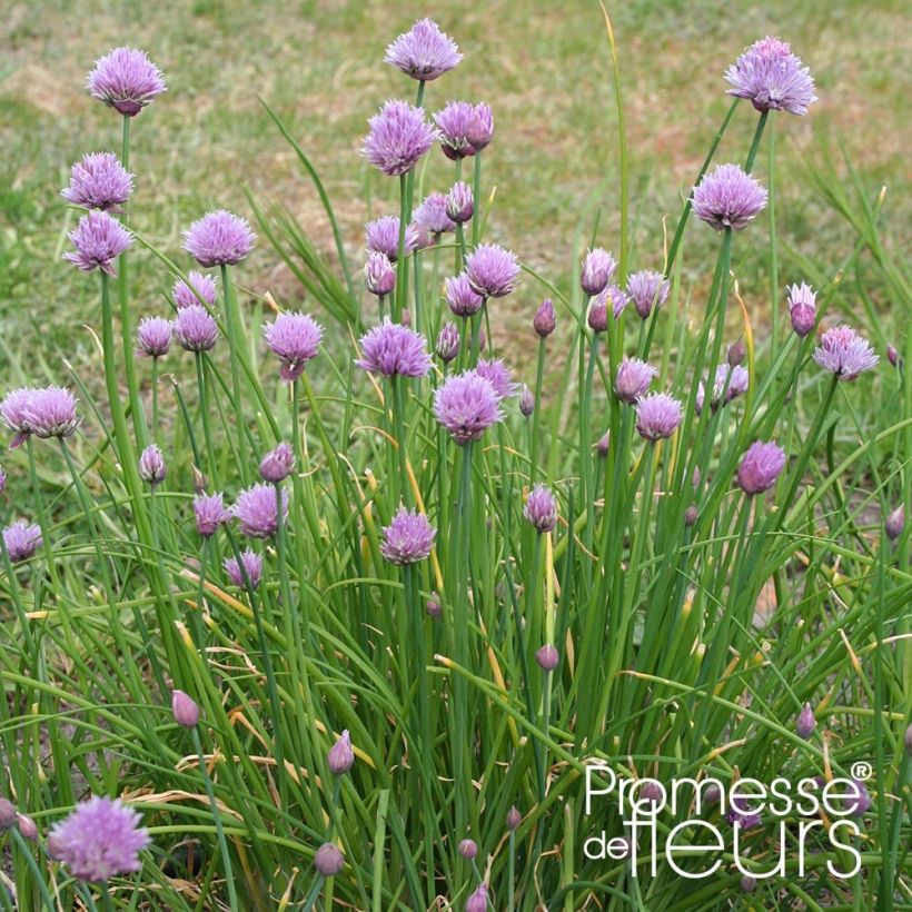 Ciboulette Rising Star - Allium schoenoprasum (Port)