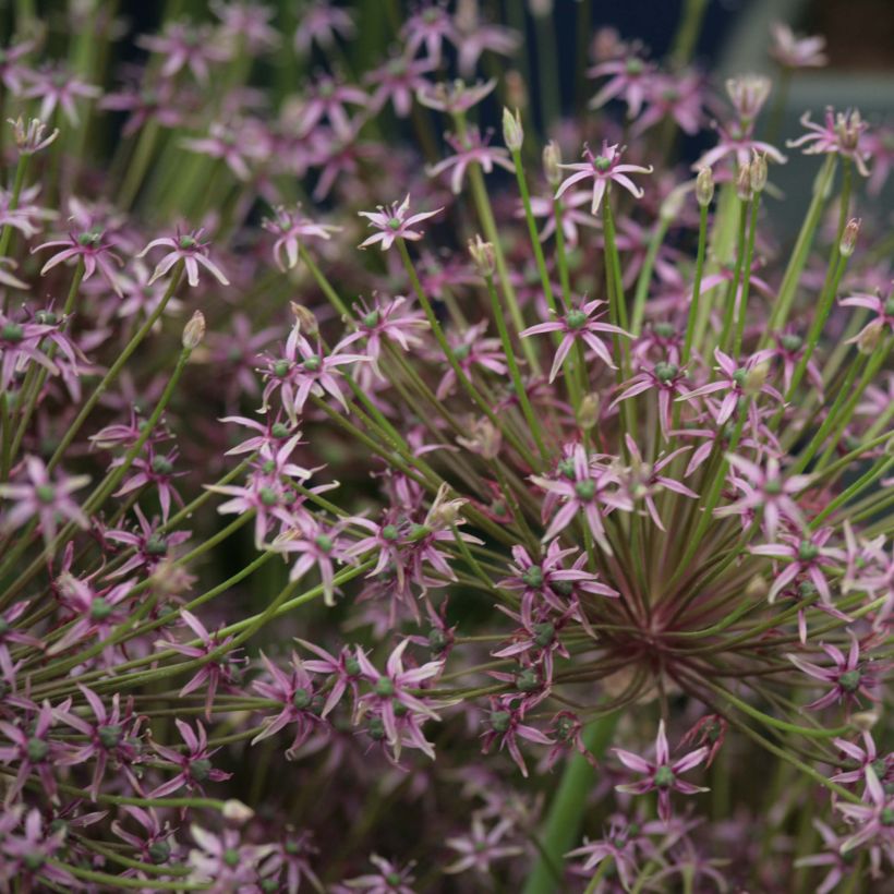 Ail d'ornement - Allium schubertii Spider (Floraison)