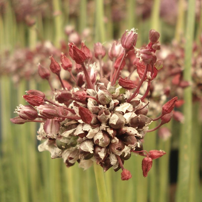Ail d'ornement - Allium scorodoprasum Passion (Floraison)