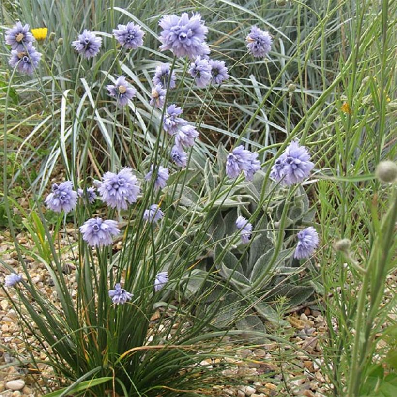 Ail d'ornement - Allium sikkimense (Port)