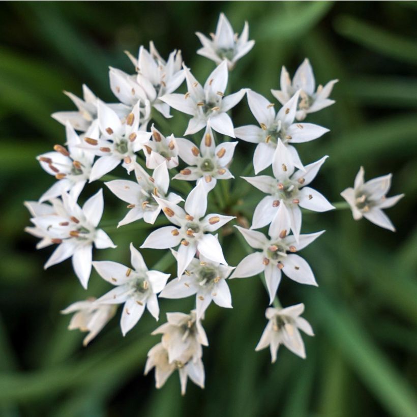 Ciboulail - Ciboule de Chine en plants (Floraison)