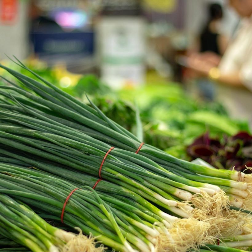 Ciboulail - Ciboule de Chine en plants (Récolte)