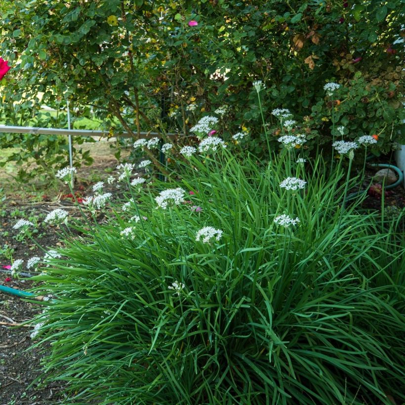 Ciboulail - Ciboule de Chine en plants (Port)