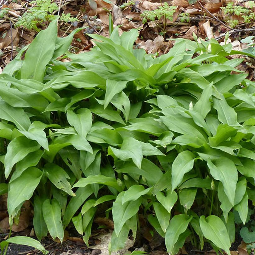 Ail des Ours - Allium ursinum en godet (Feuillage)