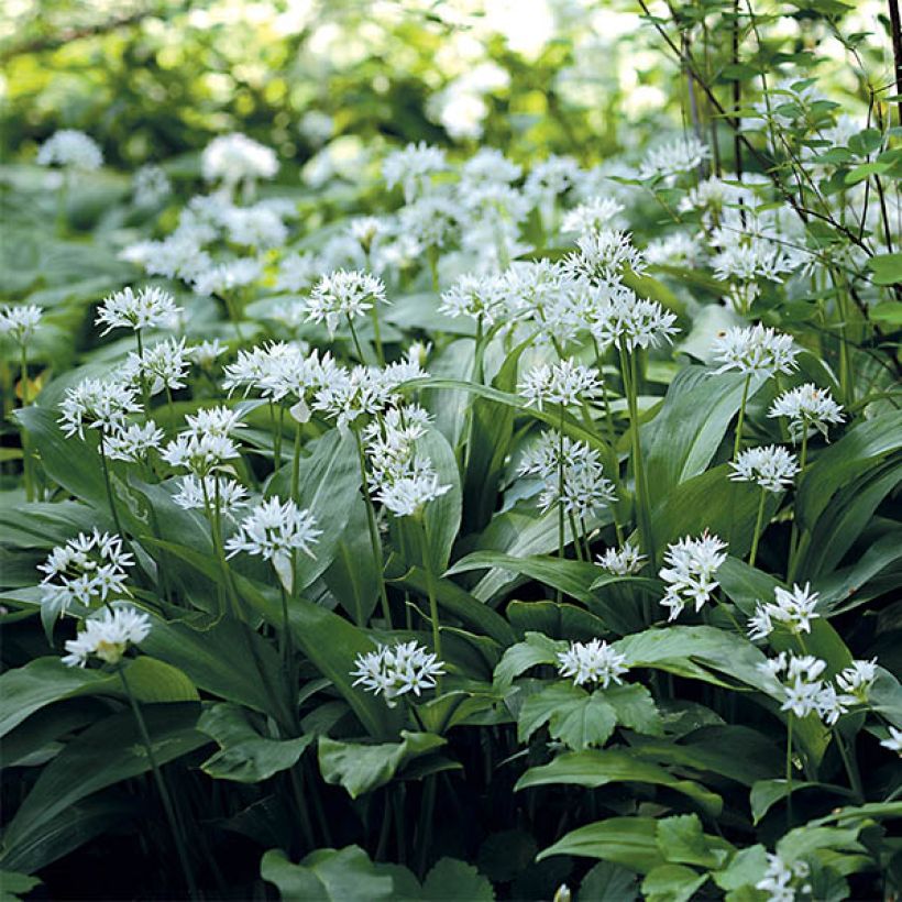 Ail des Ours - Allium ursinum en godet (Floraison)