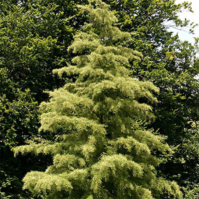 Aulne glutineux - Alnus glutinosa Imperialis (Port)