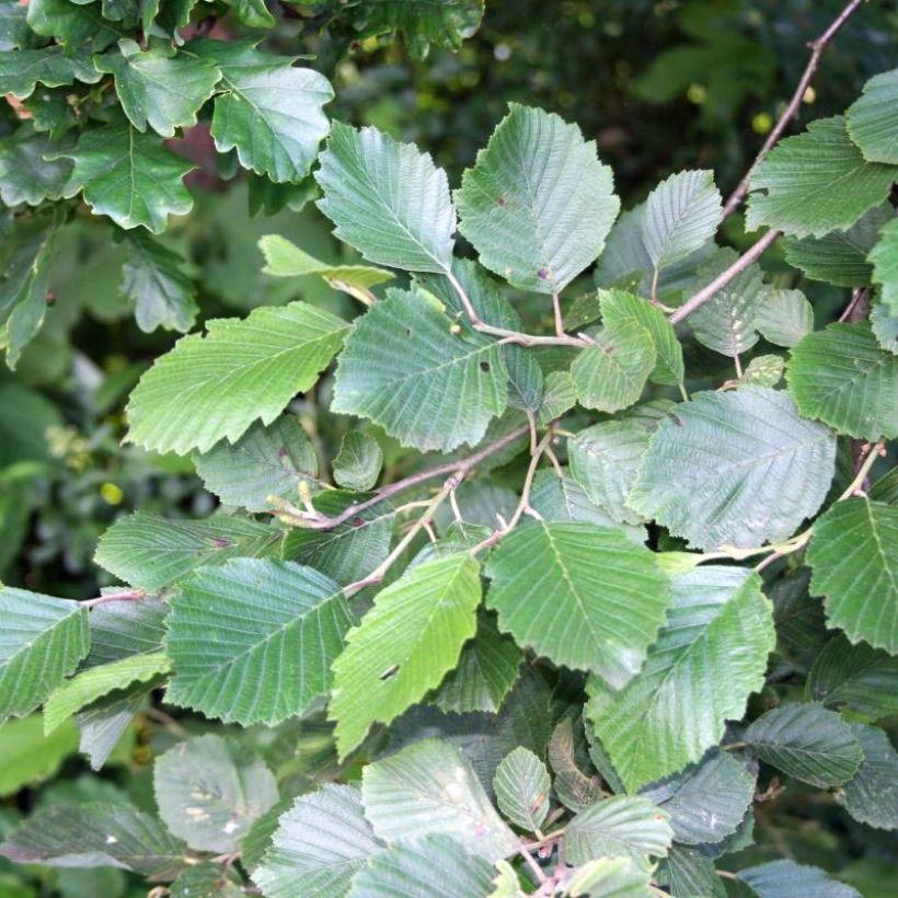 Aulne blanc - Alnus incana (Feuillage)