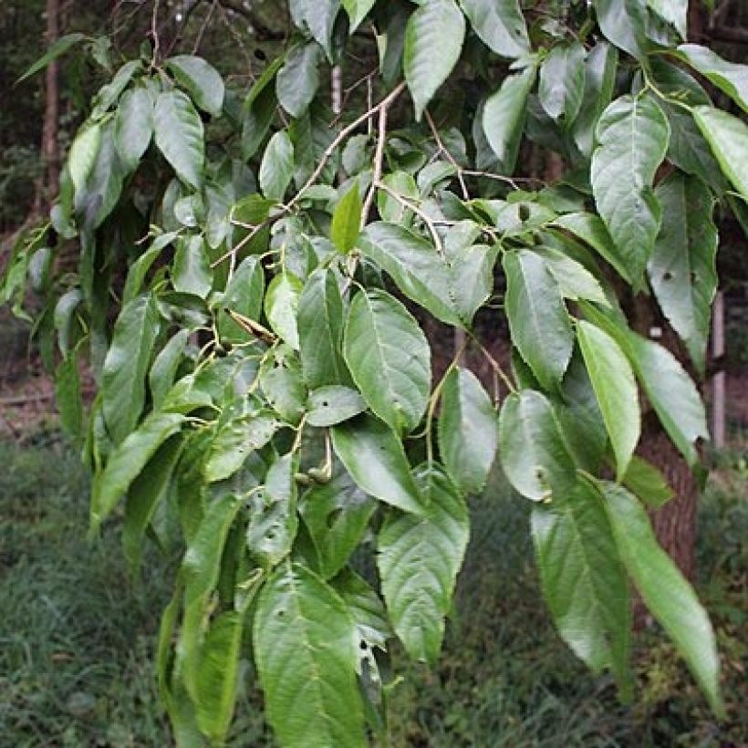 Alnus spaethii - Aulne de Spaeth (Feuillage)