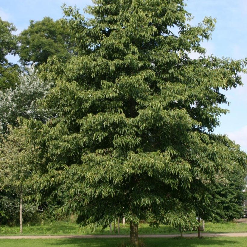 Alnus spaethii - Aulne de Spaeth (Port)