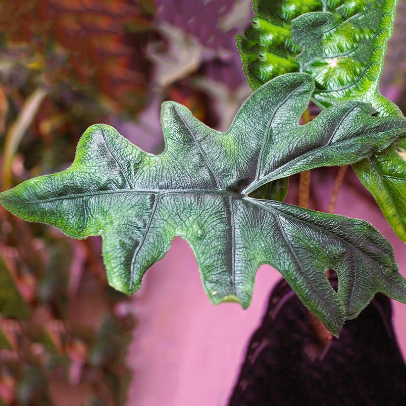 Alocasia Jacklyn - Oreille d'éléphant (Feuillage)