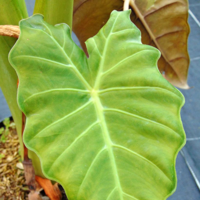 Alocasia Mayan mask - Oreille d'éléphant (Feuillage)