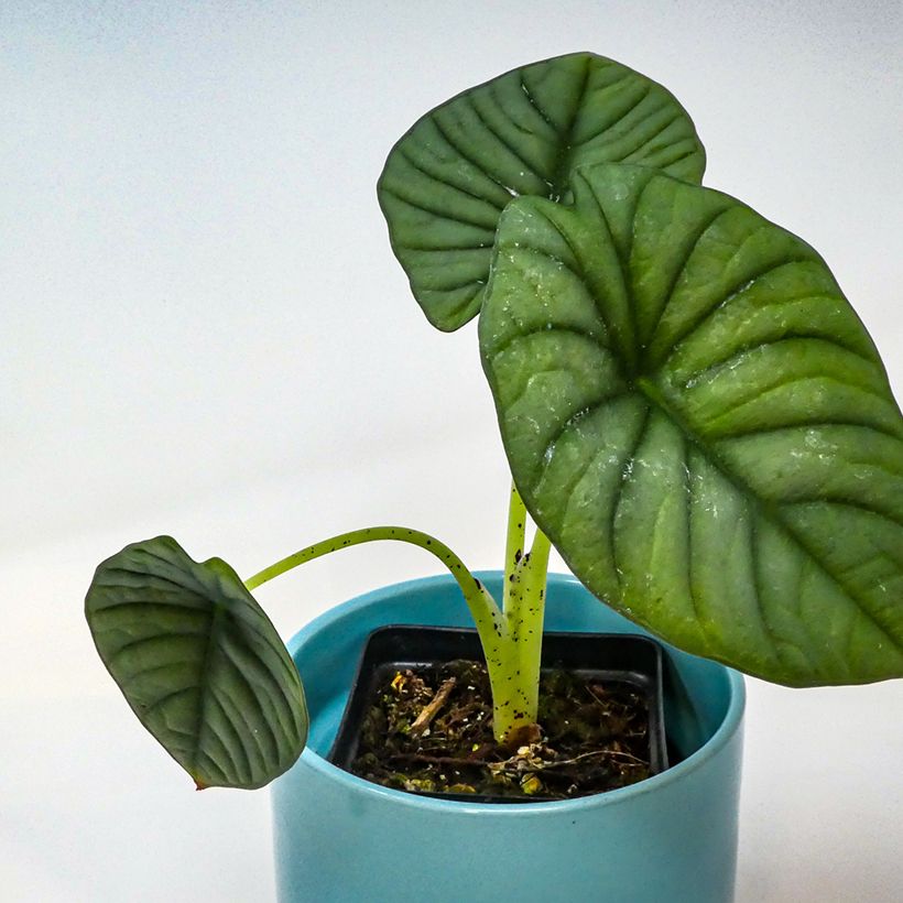Alocasia nebula - Oreille d'éléphant (Feuillage)