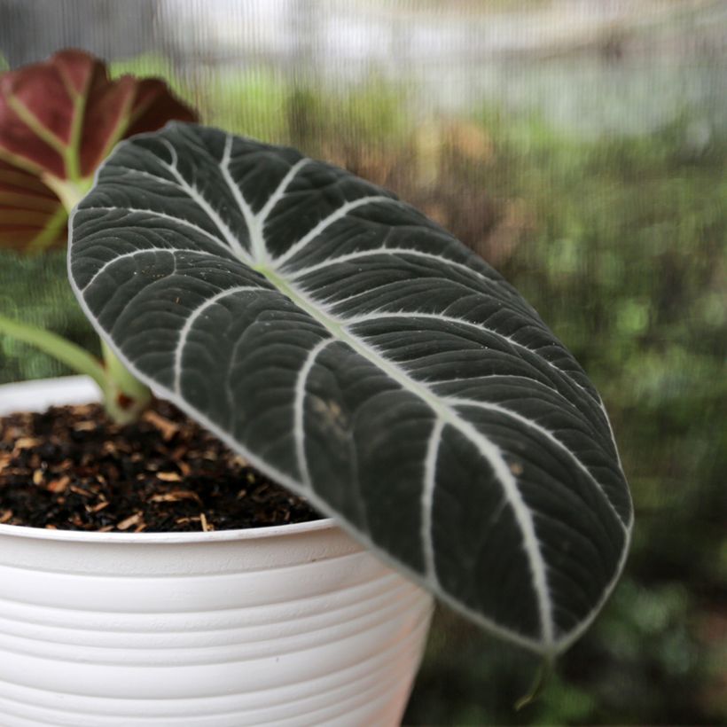 Alocasia Ninja - Oreille d'éléphant (Feuillage)