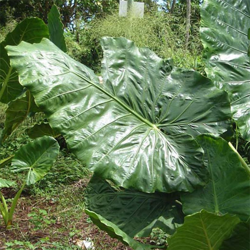 Alocasia macrorrhiza - Oreille d'éléphant (Feuillage)