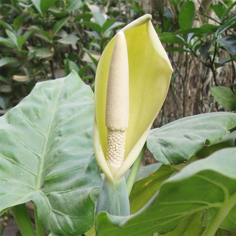 Alocasia macrorrhiza - Oreille d'éléphant (Floraison)