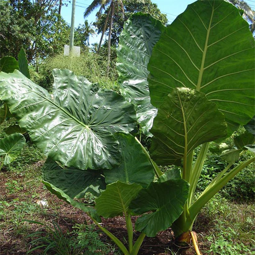 Alocasia macrorrhiza - Oreille d'éléphant (Port)