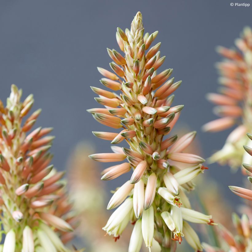 Aloe Safari Sunrise - Aloès (Floraison)