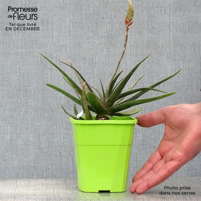 Spécimen de Aloe Safari Sunrise - Aloès Pot de 1L/1,5L tel que livré en hiver