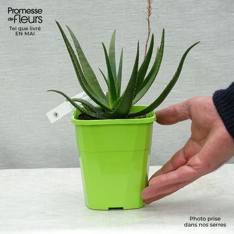 Spécimen de Aloe Safari Sunrise - Aloès en pot de 1L/1,5L tel que livré au printemps