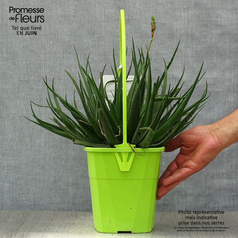 Spécimen de Aloe Safari Sunrise - Aloès Pot de 3L/4L tel que livré en été