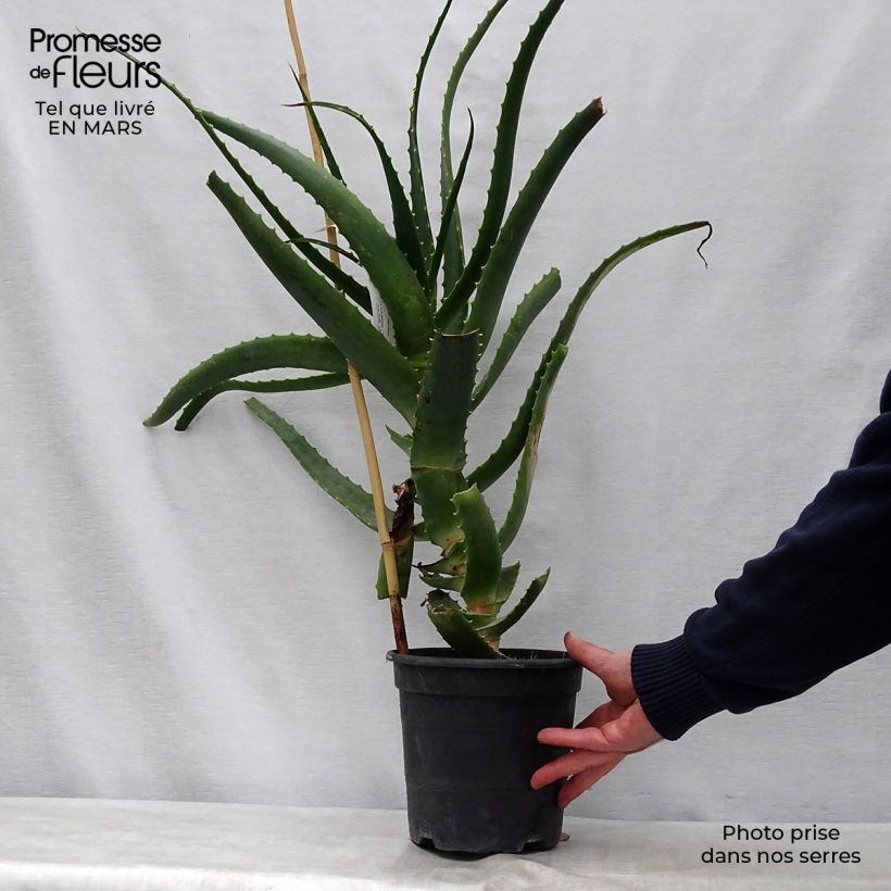 Spécimen de Aloe arborescens - Aloès arborescent Pot de 2L/3L tel que livré au printemps