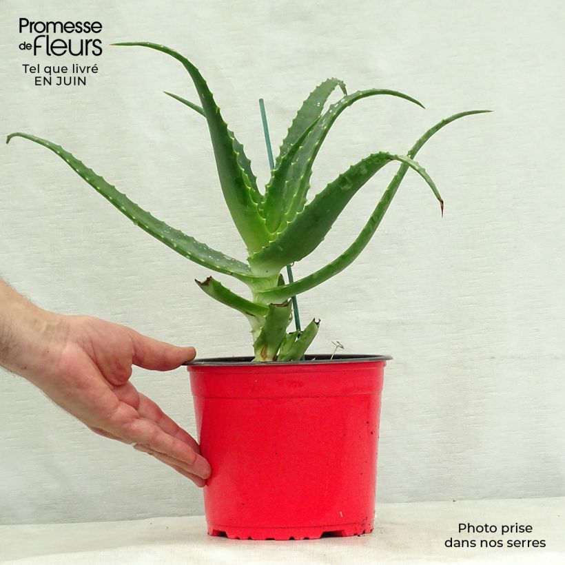 Spécimen de Aloe arborescens - Aloès arborescent Pot de 2L/3L tel que livré en été