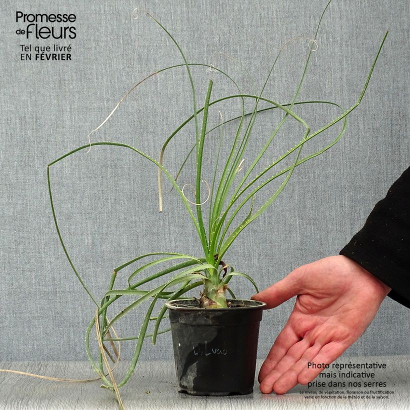Spécimen de Aloe arborescens - Aloès arborescent tel que livré en hiver