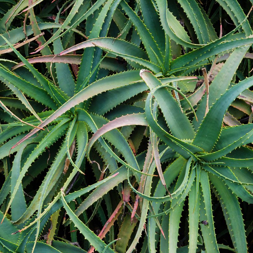 Aloe arborescens - Aloès arborescent (Feuillage)