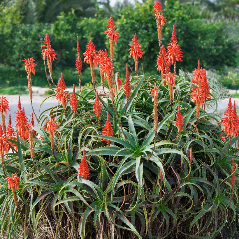 Aloe arborescens - Aloès arborescent (Port)