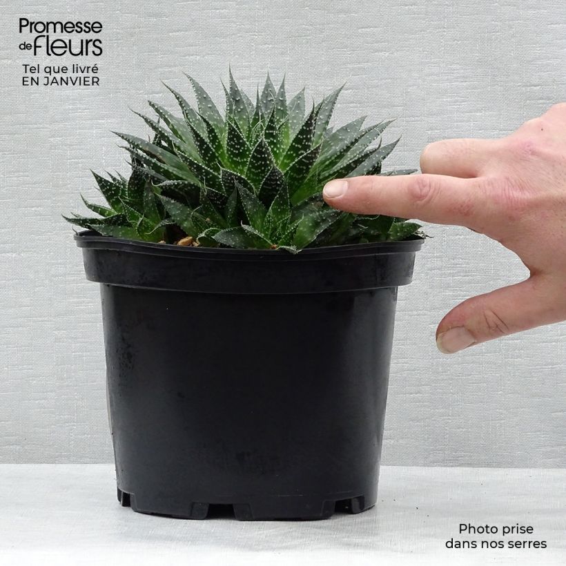 Spécimen de Aloe aristata - Aloe nain tel que livré en hiver